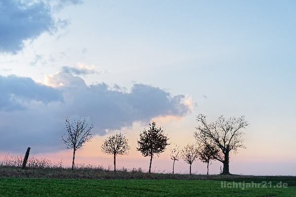 Baumreihe mit markanter Wolkenformation im Abendlicht