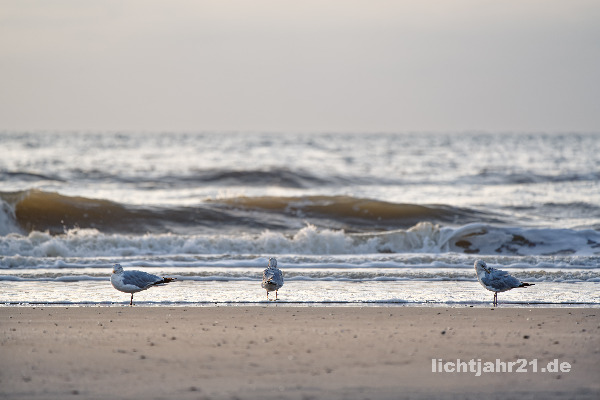 Drei Möwen am Nordseestrand
